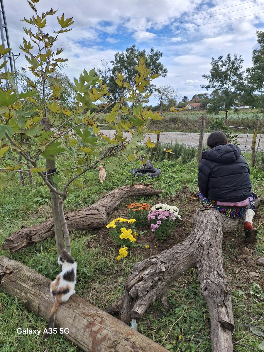 kdirduz's tweet photo. Bafra Doğanca’da, 6 Ağustos 2019’da terk edildiği sokakta bizi bulmuştu; adını Puspus koyduk.
6 yıl sonra, 8 Ekim sabahı bir sürücünün dikkatsizliğiyle hayattan koparıldı.
O bir kedi değildi; sevgimiz, neşemiz, yoldaşımız ve canımızdı.Geriye bizde tarifsiz bir acı kaldı.
#Puspus https://t.co/POpMPYtUXV
