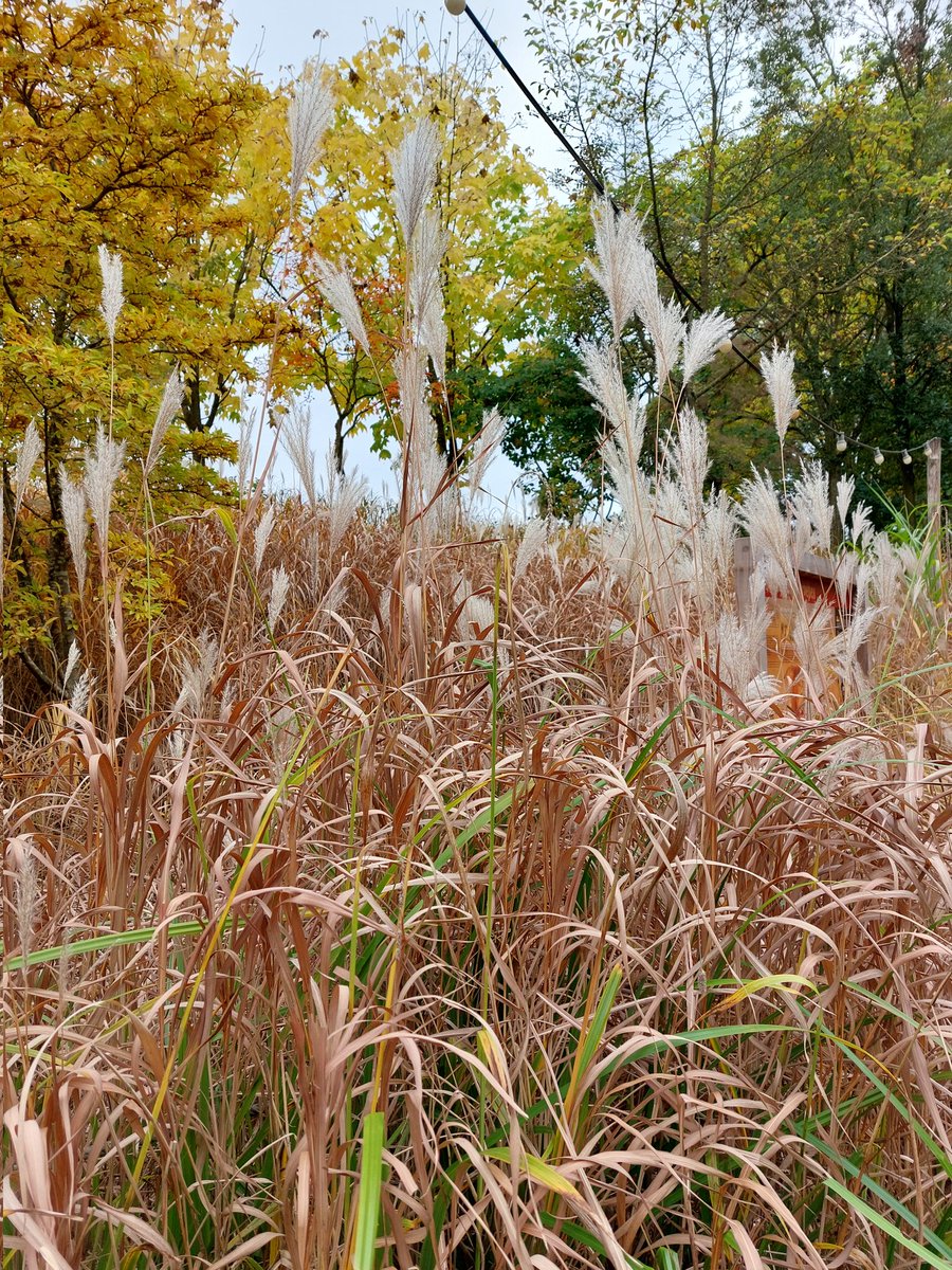 mathildeontwit's tweet image. Goedemorgen en een mooi begin van de week.
Gisteren met kleinkinderen in #GaiaZOO in Kerkrade geweest. In de herfst zó sfeervol 🍂🍁🦒