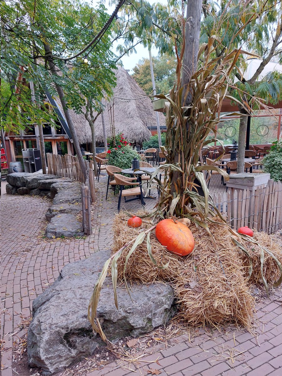 mathildeontwit's tweet image. Goedemorgen en een mooi begin van de week.
Gisteren met kleinkinderen in #GaiaZOO in Kerkrade geweest. In de herfst zó sfeervol 🍂🍁🦒