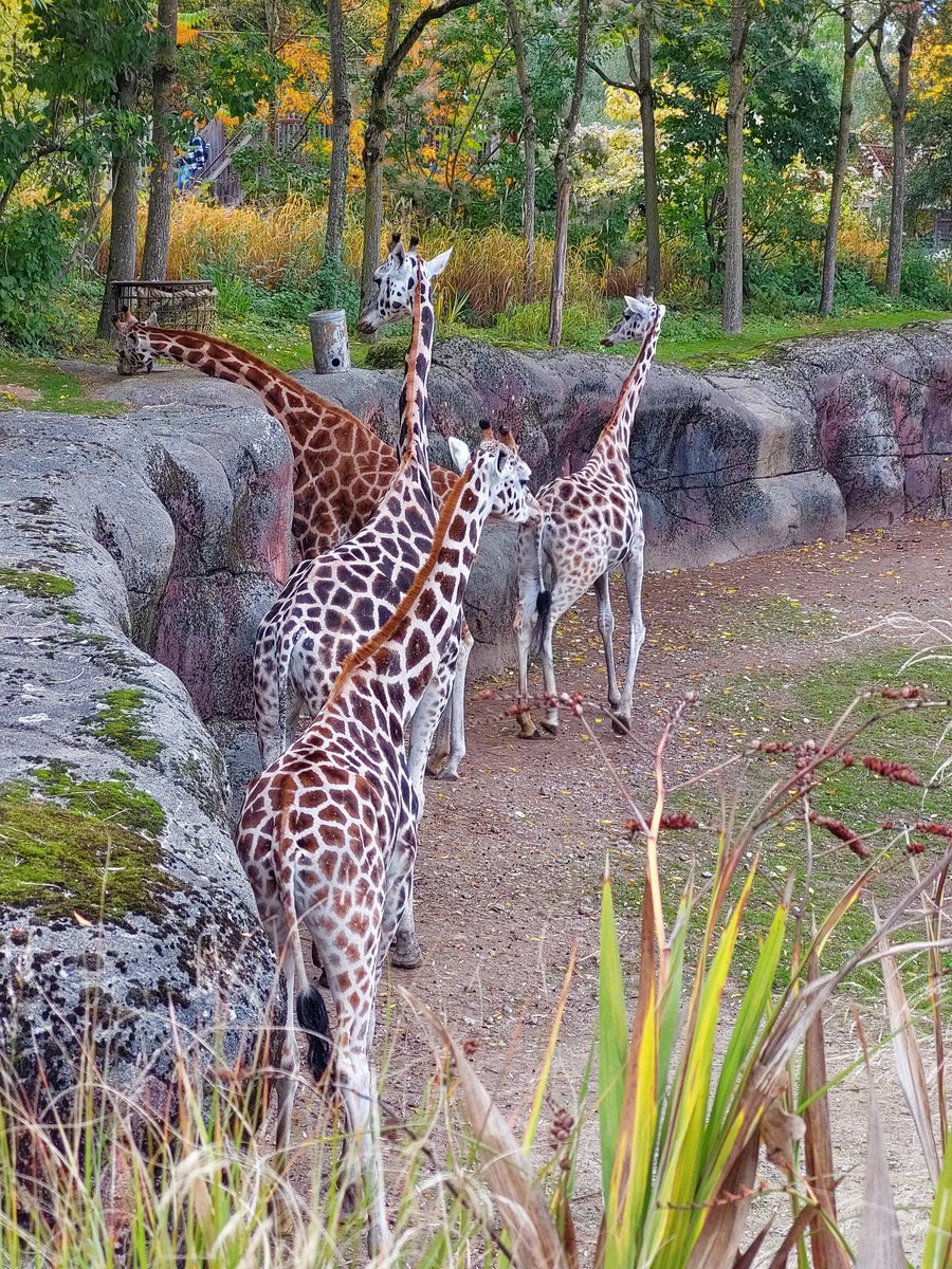 mathildeontwit's tweet image. Goedemorgen en een mooi begin van de week.
Gisteren met kleinkinderen in #GaiaZOO in Kerkrade geweest. In de herfst zó sfeervol 🍂🍁🦒