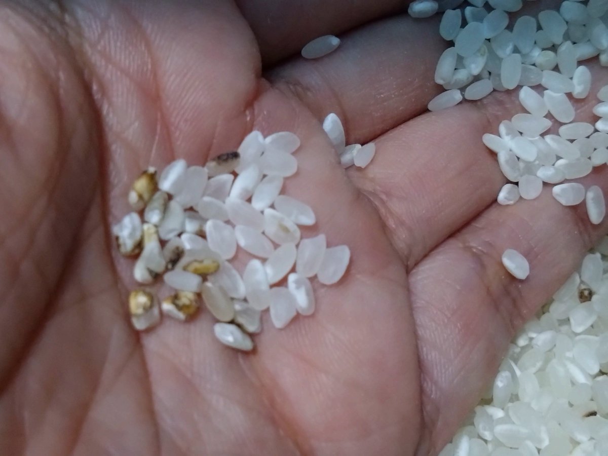 助けてください

有識者の方。
このお米は何ですか？