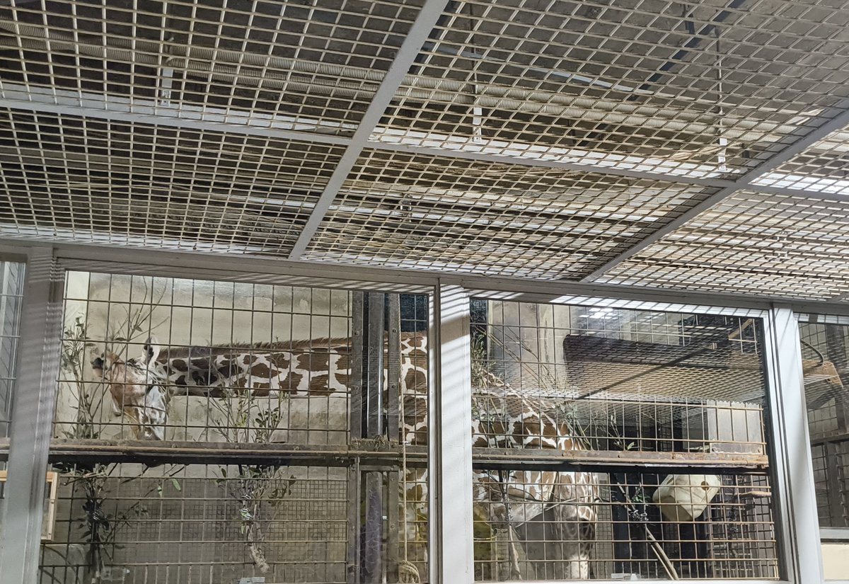上野動物園「秋の夜の動物園」
本日まで！
最終入園19時　閉園20時
まだ間に合います！

写真は、室内のキリンさんの様子。🦒

#上野動物園 #uenozoo
#秋の夜の動物園
#AutumnNightatUenoZoo