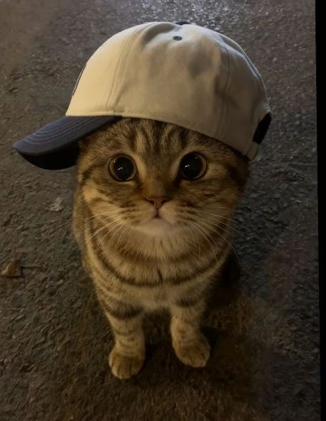 glibyjamesx's tweet image. 😺