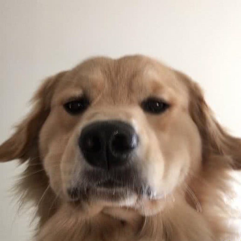 limsitless's tweet image. 你抖音上粉丝最多的狗狗，千万别错过