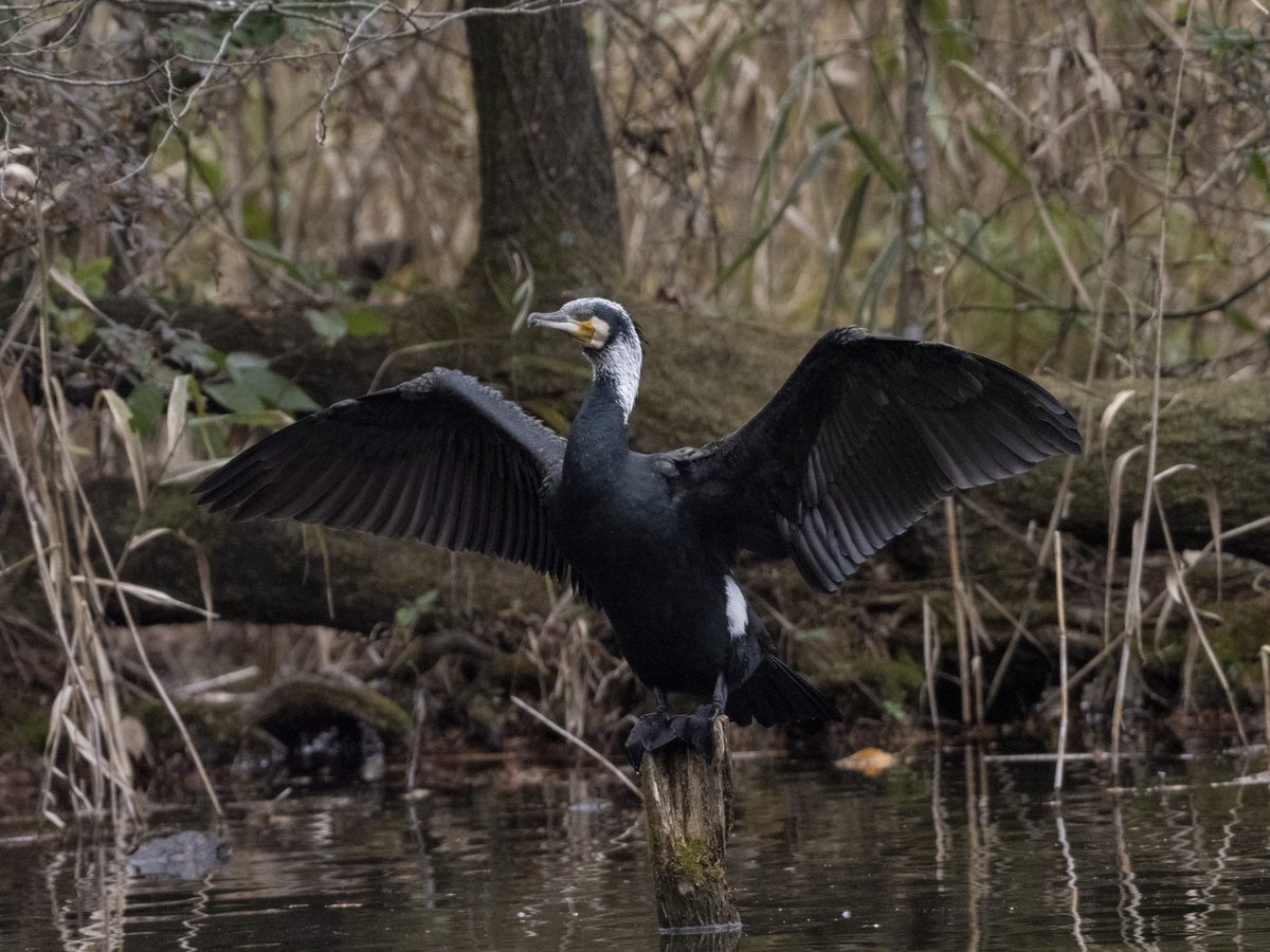 カメラ専門店 マップカメラ【公式】 on X