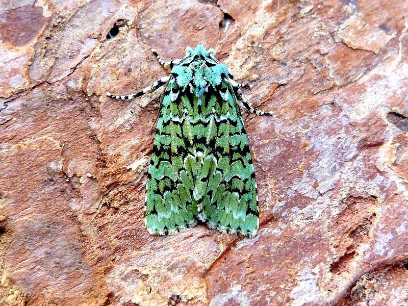 NatureUK tweet media