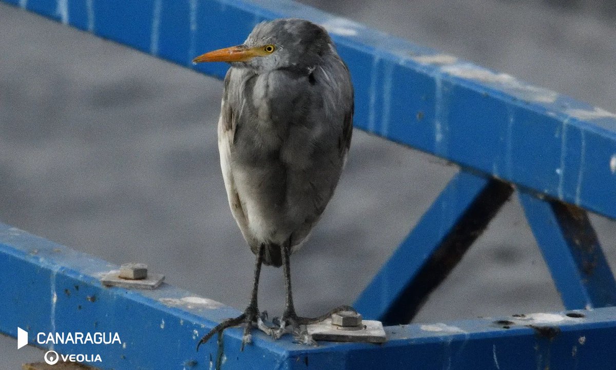 #VoluntariadoCorporativo #BiObserva
📷 <a href="/FleitasAnt73396/">Antonio Javier Suarez Fleitas</a>

¡Hoy hemos visto este precioso ejemplar, en la #EDAR de #ElTablero SB de #Tirajana

😳 Aunque o estamos seguros de a qué especie pertenece 🤷

¿Nos ayudarías a identificarlo? 🔍😊
