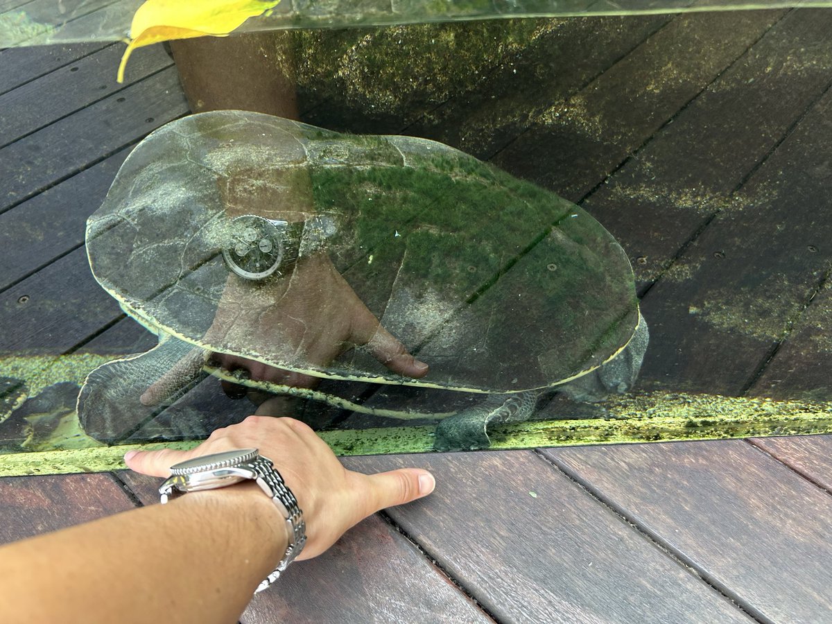巨大ヒラリーカエルガメ水槽　１時間
(1人旅行なら永遠見れます)
ラッコ水槽　１分

動かなくて写真撮れないけど40は超えてる！
頭なんか首抜きでキボシイシよりデカい！
ジェフも40近いペアが盛ってる！

間違いなくここが日本一の水族館
ついでにラッコも見れます。

#鳥羽水族館