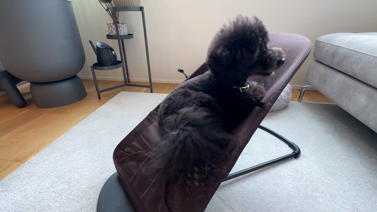 cx_mezamashi's tweet image. #きょうのわんこ に登場してくれたのは「ペグ」でした🐶この家に新たに加わった👶長女の「恵那（えな）」ちゃんが乗っているバウンサーが大好きなんだって😊

きょうのわんこはFODで無料配信中→fod.fujitv.co.jp/title/3291/

#めざましテレビ