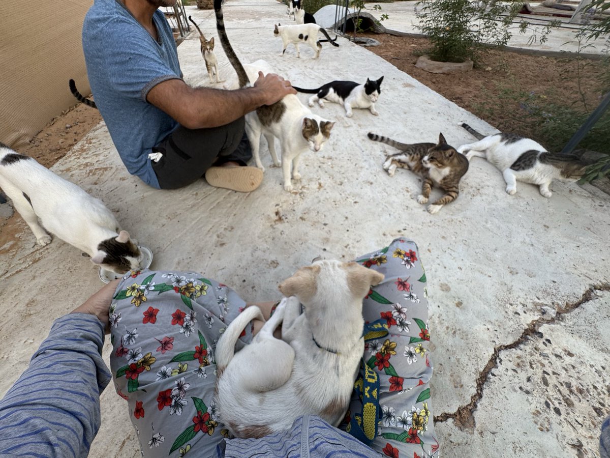 用事があったので、もしその間に訪ねてきたらワンさん確認してもらって、間違いなかったら主さんにお渡しして、念のため一緒に行って様子見てきてねとワーカーさんにお願いして出かけた。サイズの合ったカラーや子犬用ご飯も買いに行くつもりだったけど道中連絡が入り、やはり迷子ワンだったとのことで