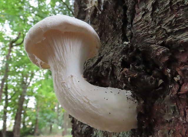 NatureUK tweet media