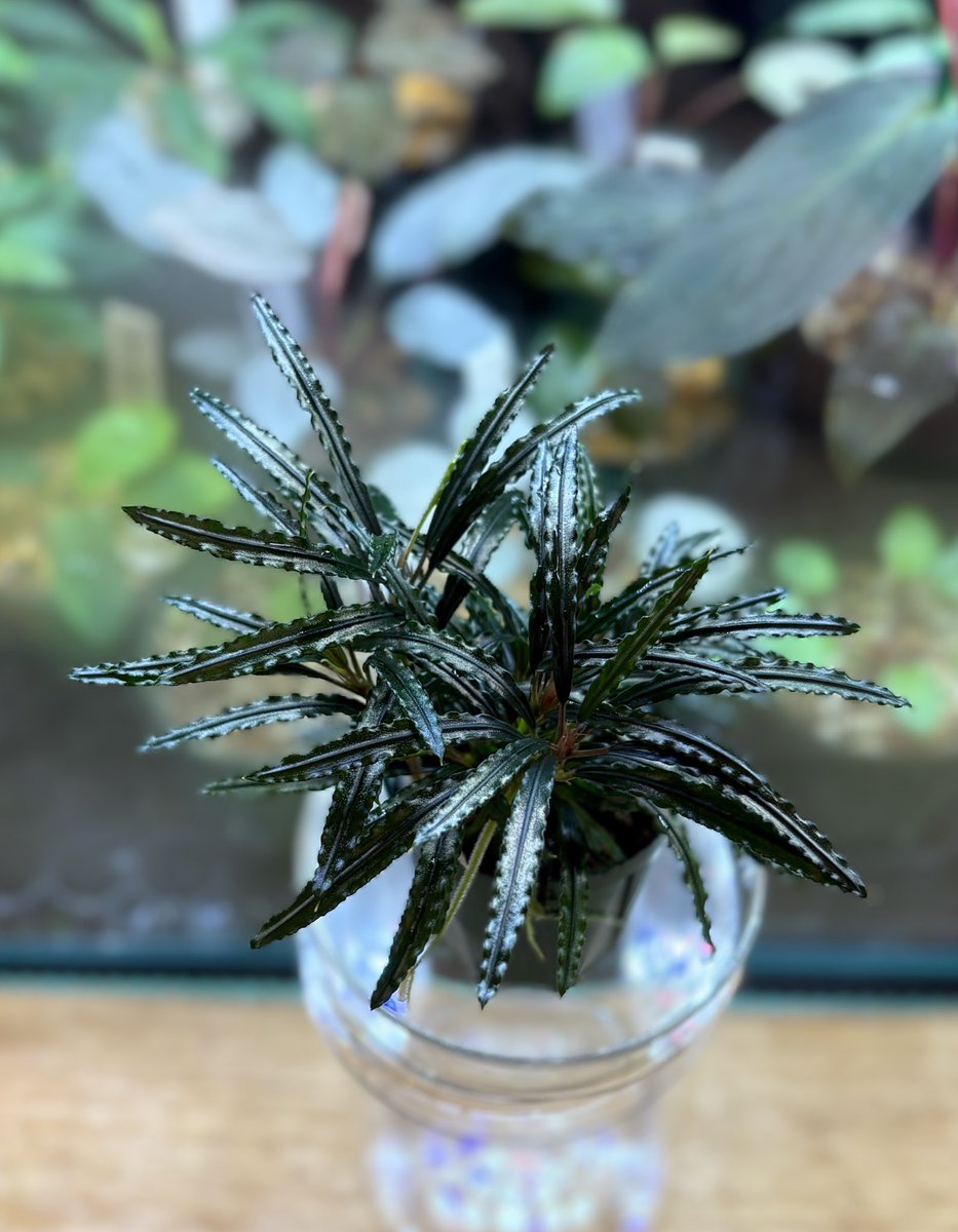 ギザギザキラキラワサワサ〜🌿