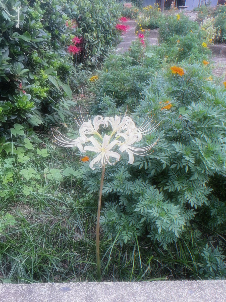 旅行先で見つけた彼岸花やんなけど、
いろんな色があるの知らんかった！！
彼岸花を見るとやっぱりリコリコが思い浮かぶよね( *´꒳`* )
いつか彼岸花咲いてる場所でリコリコの撮影してみたい(⑉• •⑉)❤︎
