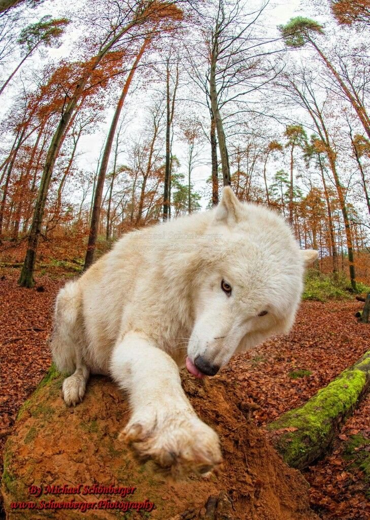welcome to my home . these are my leaves . and this is my rock . thankyou bye