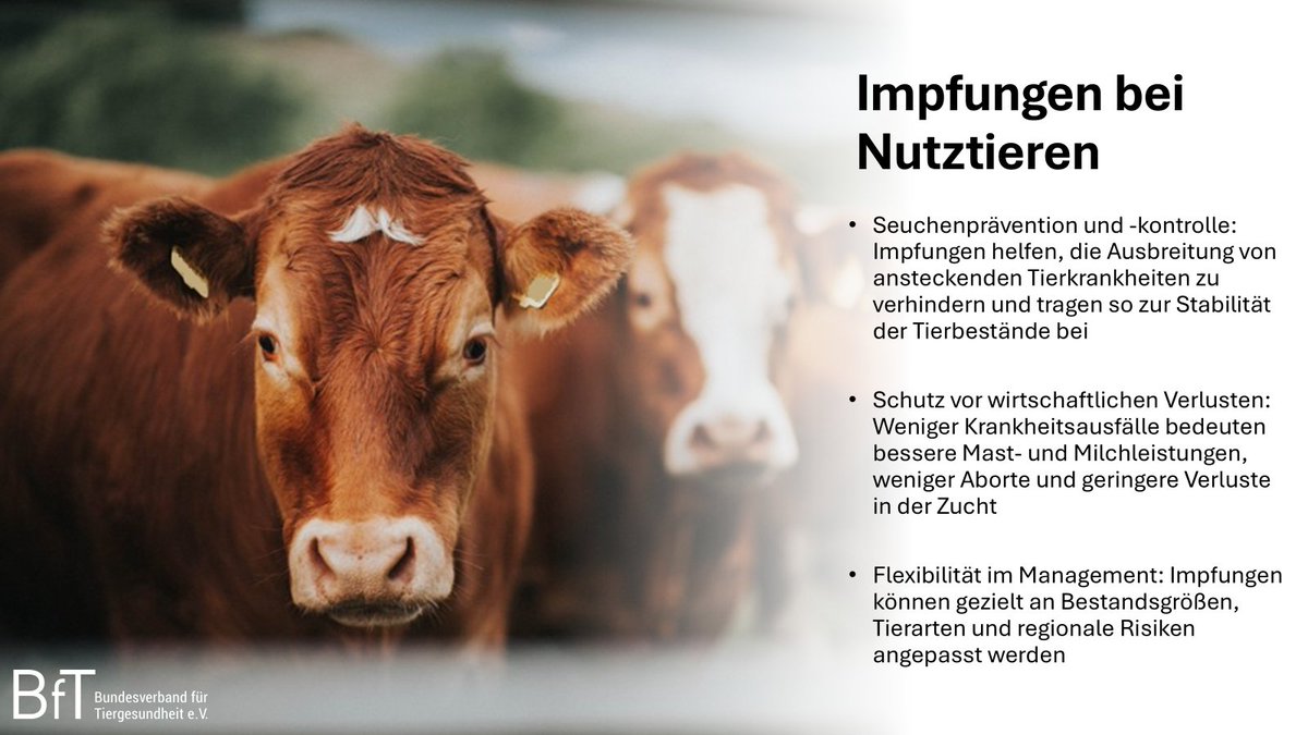 BfTGermany's tweet photo. Impfungen bei Nutztieren sind ein wichtiger   Beitrag zur Seuchenprävention. Sie sind ein wirksames Instrument, um   Krankheiten einzudämmen und die Stabilität der Tierbestände zu gewährleisten.
#Tiergesundheit #Nutztiere #Impfungen https://t.co/b0ETjhHnPw