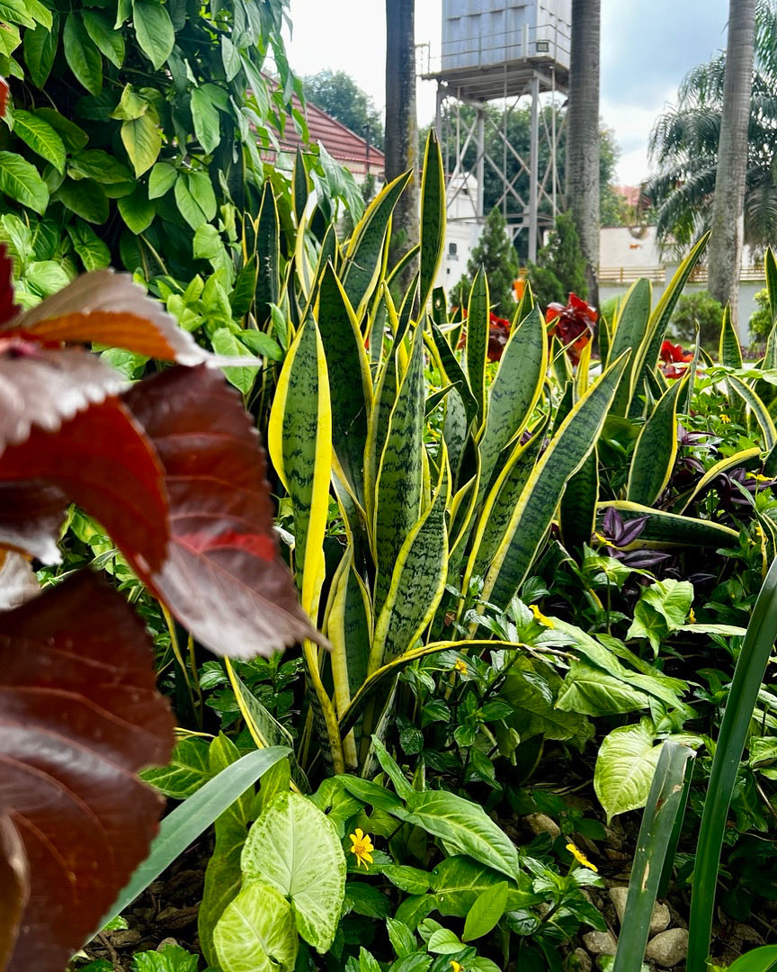 #Green spaces, clear minds. The #Park stays fresh, and so do our minds

A little poem to start the week - who knows, the next #Chinua Achebe might just be here at #VenturesPark

Hello #Monday🍀

#community #coworking #coworkingspace #coworkinglife #abuja #training #conferenceroom