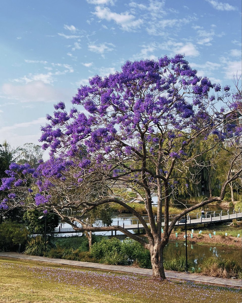 Majed Aldhafeeri. tweet media