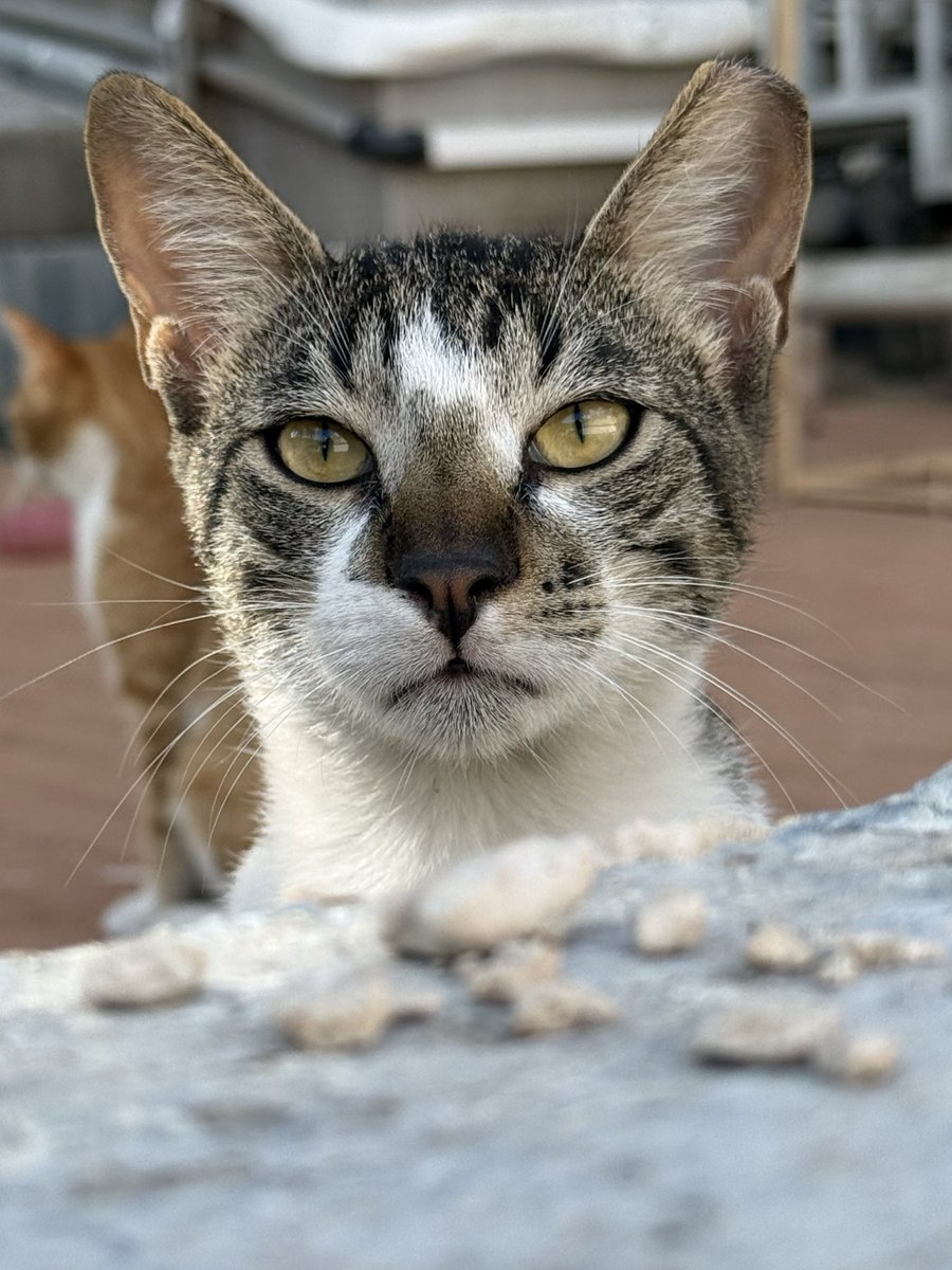 laier's tweet image. День добрый