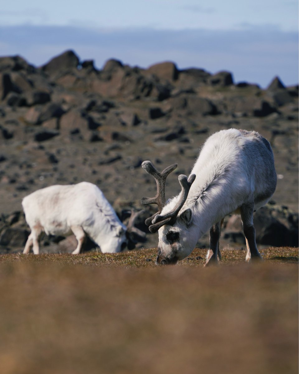 In October, Svalbard and Greenland witness a remarkable natural event: the reindeer mating season🦌❄️ 

🔗  See these majestic reindeer in Svalbard and Greenland – plan your 2026 adventure at zurl.co/6C10P 

#ArcticWildlife #Reindeer #Svalbard #Greenland