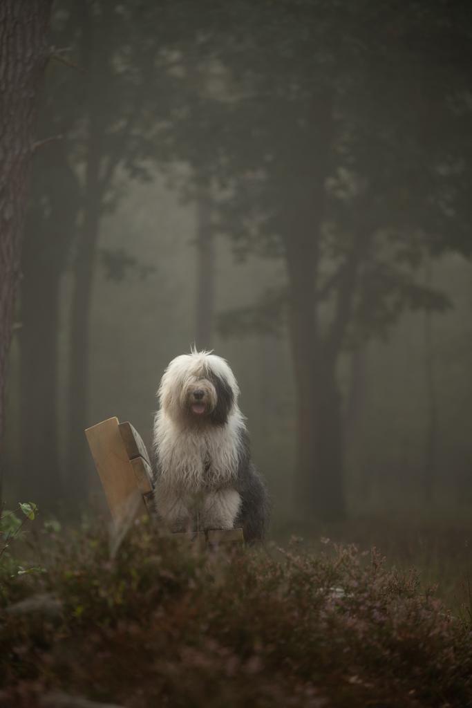Summer in Autumn 
#oldenglishsheepdog 
#oes