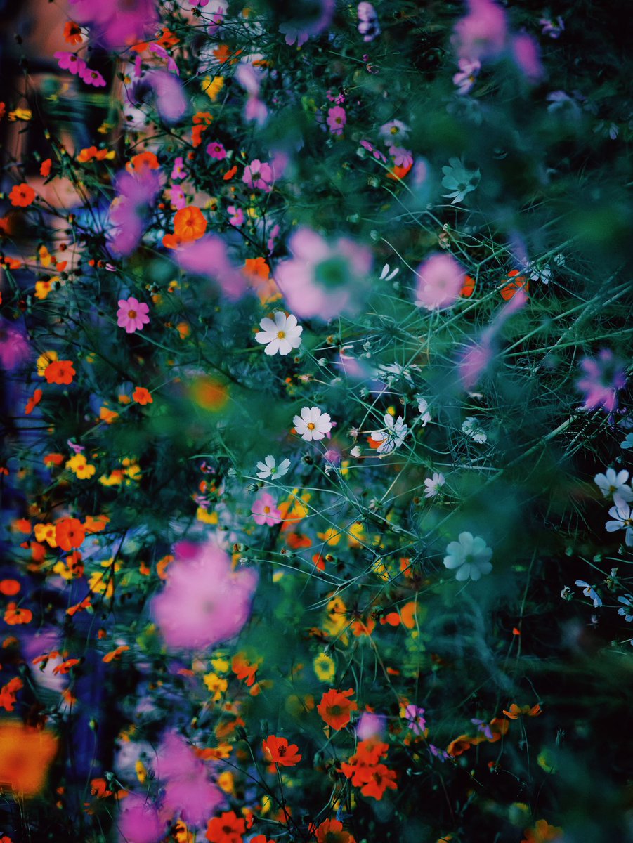 noco｜花の写真家 tweet media