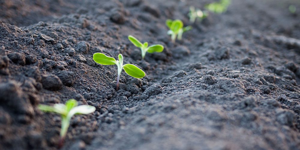 SpdyDelivery's tweet photo. #MondayMotivation: Don't judge each day by the harvest you reap but by the seeds that you plant... #Quote #QuoteForTheDay https://t.co/uyVjTdjO0i