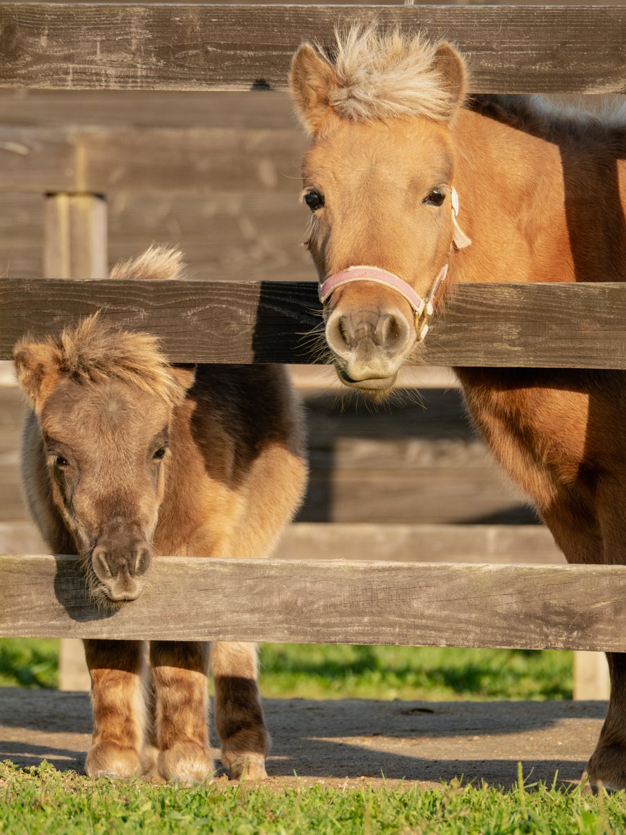 今日の帰り際にふと横を見ると…
親子揃ってそんな悲しい目で見ないでくれ〜🤤
帰れなくなる〜
＃おひさま牧場
＃ミニチュアホース　＃馬