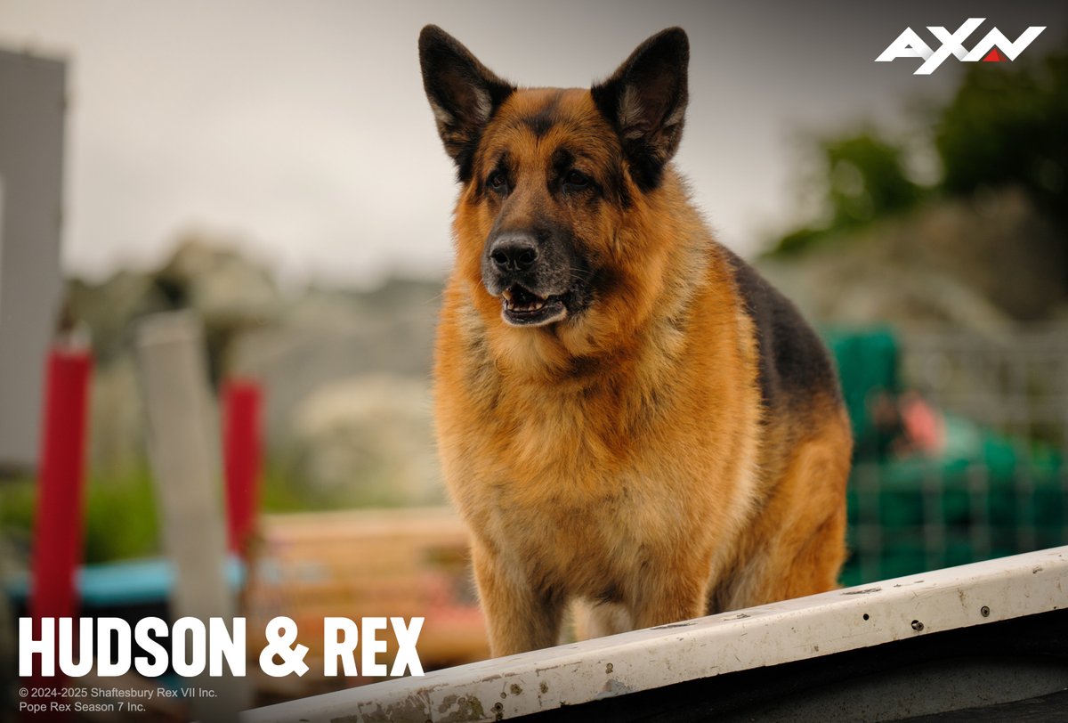 axnasia's tweet photo. It’s been a blast hanging out with the best hoomans and doggo squad in St. John’s! 🐾
Join the last adventure on the season finale of Hudson & Rex TONIGHT at 8.50PM (7.50PM JKT/BKK) on AXN!
#AXNHudsonAndRex #AXNAsia #AXNEA https://t.co/tSb4ivyGIV