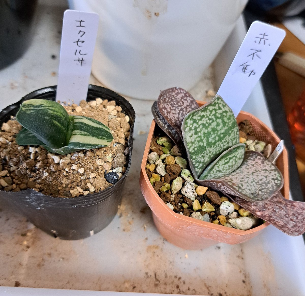 マンジュリカおまとめページ むちょりか on X