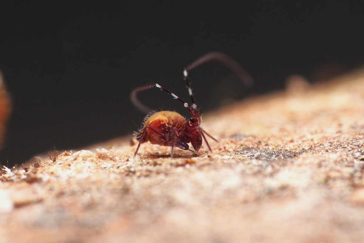 Temeritas sp.
2025.10.10-2025.10.12
Hualian