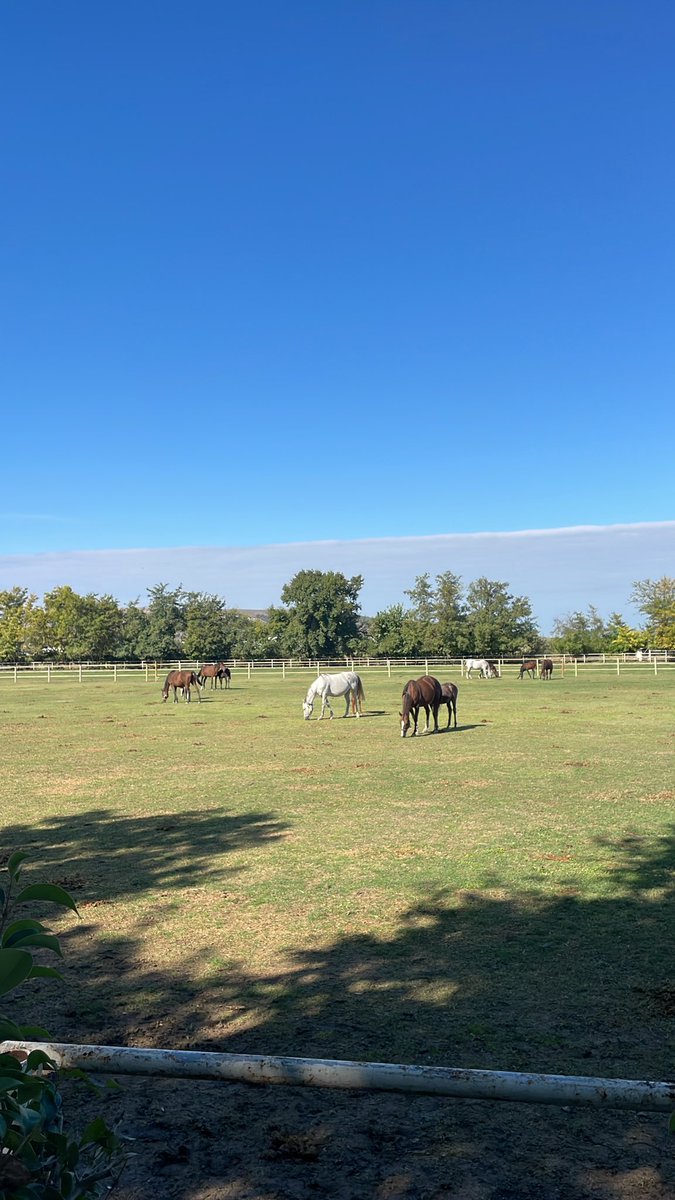 Szercelk's tweet image. Çiftlik #Bursa #mustafakemalpaşa