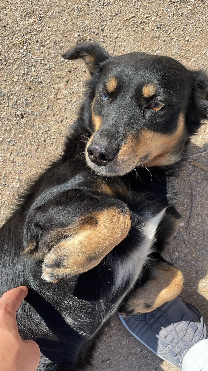 Szercelk's tweet image. Çiftlik #Bursa #mustafakemalpaşa