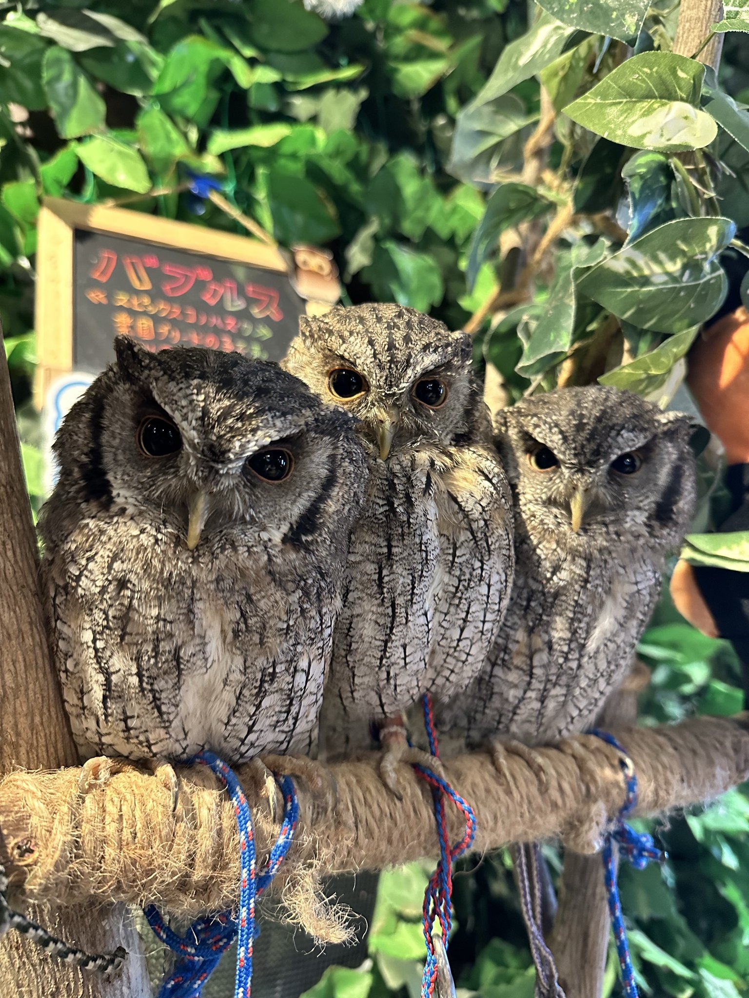 茶色いブラウン しぇふ染め×かけるり 土身フクロウ 楽天市場】茶フクロウの置物（12cm）ふくろう N12246 鳥