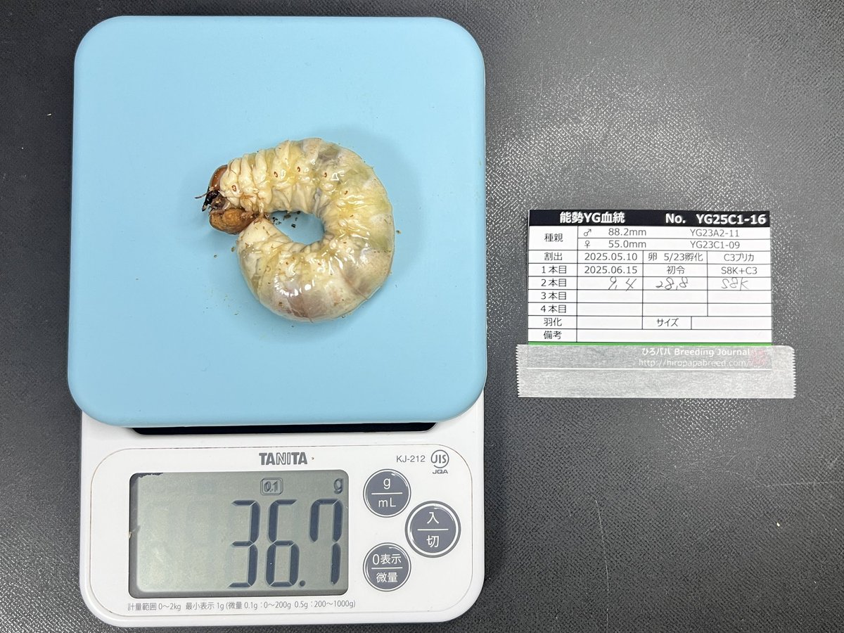 ひろとんパパさま専用⭐︎ KEITOパパ（@KEITO96446928）さんにオーダーしていた念願のKPケースを