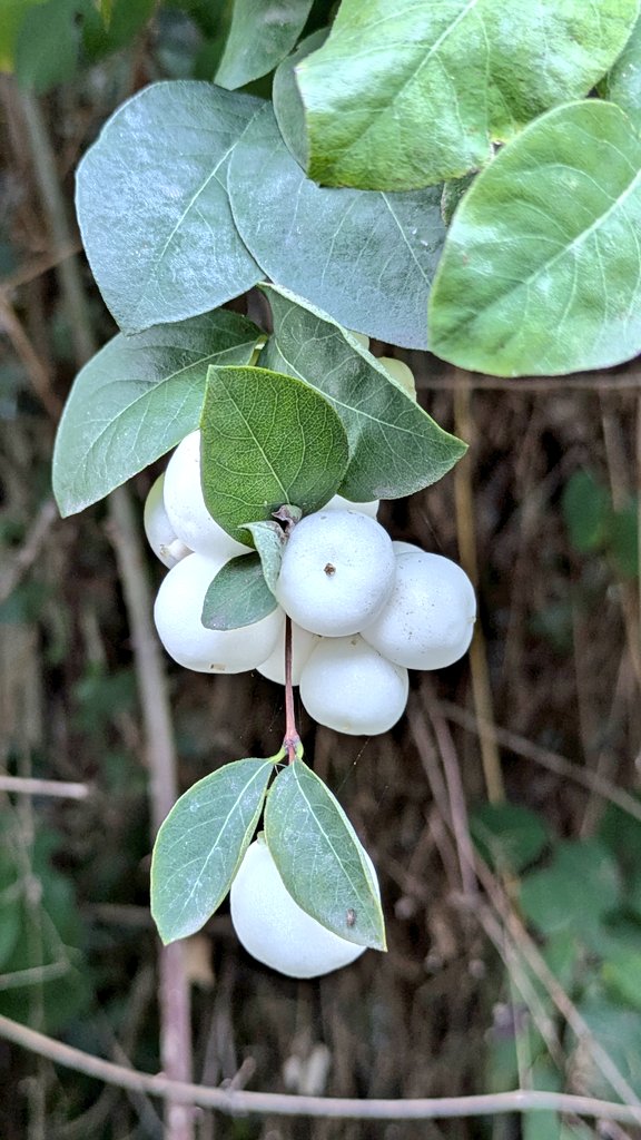 suecartwright's tweet photo. Could Nature be more striking, more look at me and see; her delicious fruits now ripened on plant and branch and tree; these stunning fruits of Snowberry, hailed throughout the land; popped like Billy Busters, used as lotion for the hands. #snowberry #fruits #season #nature #love https://t.co/PlwoTNoIA1