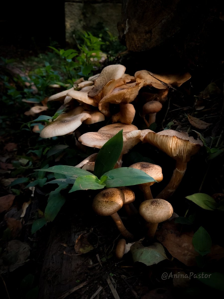Las cosinas de octubre 🖤🍂🍄‍🟫
Feliz lunes