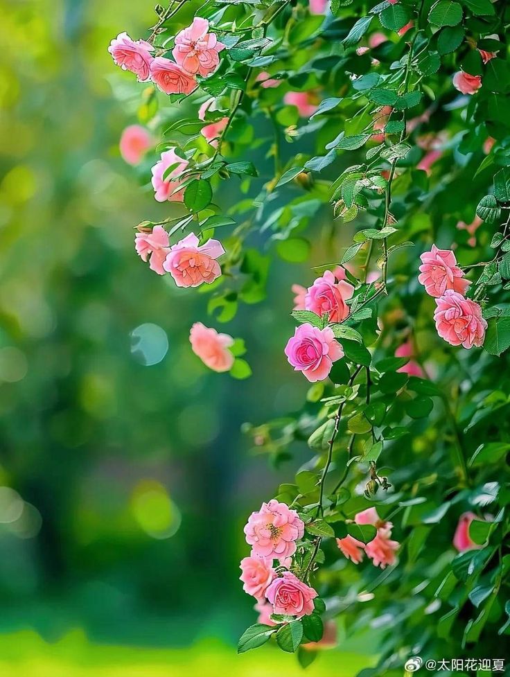 Nature Vibes (@vibes_natu21698) on Twitter photo 
