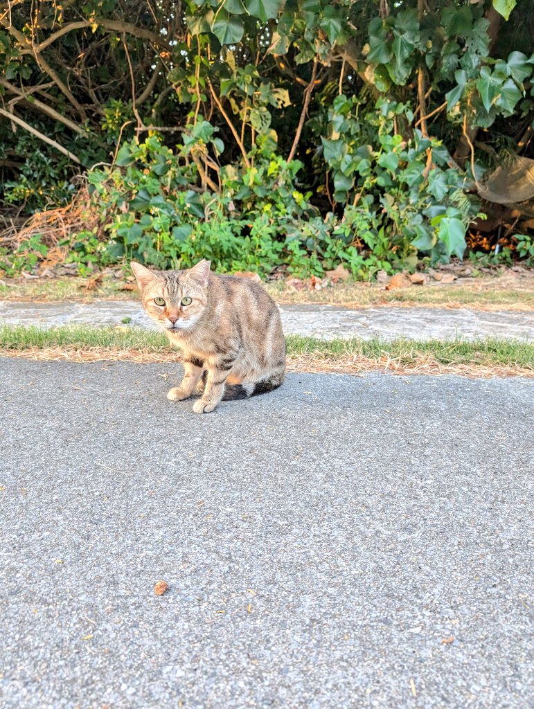 猫さん 9aCb3W3p_200x200.jpg