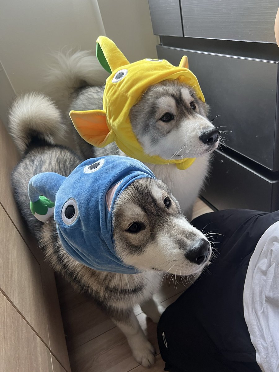 samosky_shirasu's tweet image. 引っこ抜かなくても
おやつの為ならついてきます