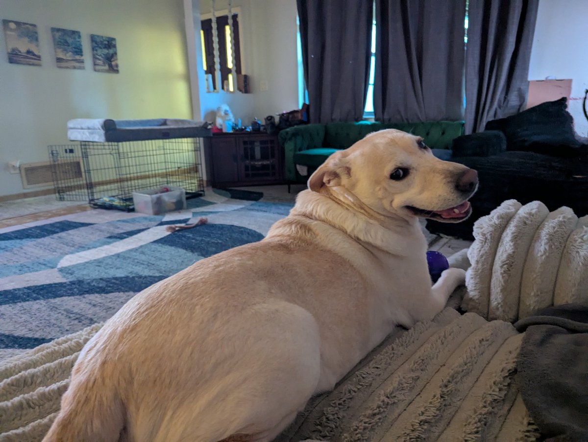 DogsRAngels1's tweet photo. 🌎🌍🌏☮️"With malice toward none; with charity for all...let us strive on to finish the work we are in; to bind up the nation's wounds..."~Abraham Lincoln 
#pawsforpeace #dogsofx #smileitsmonday https://t.co/Sqhicvym9j