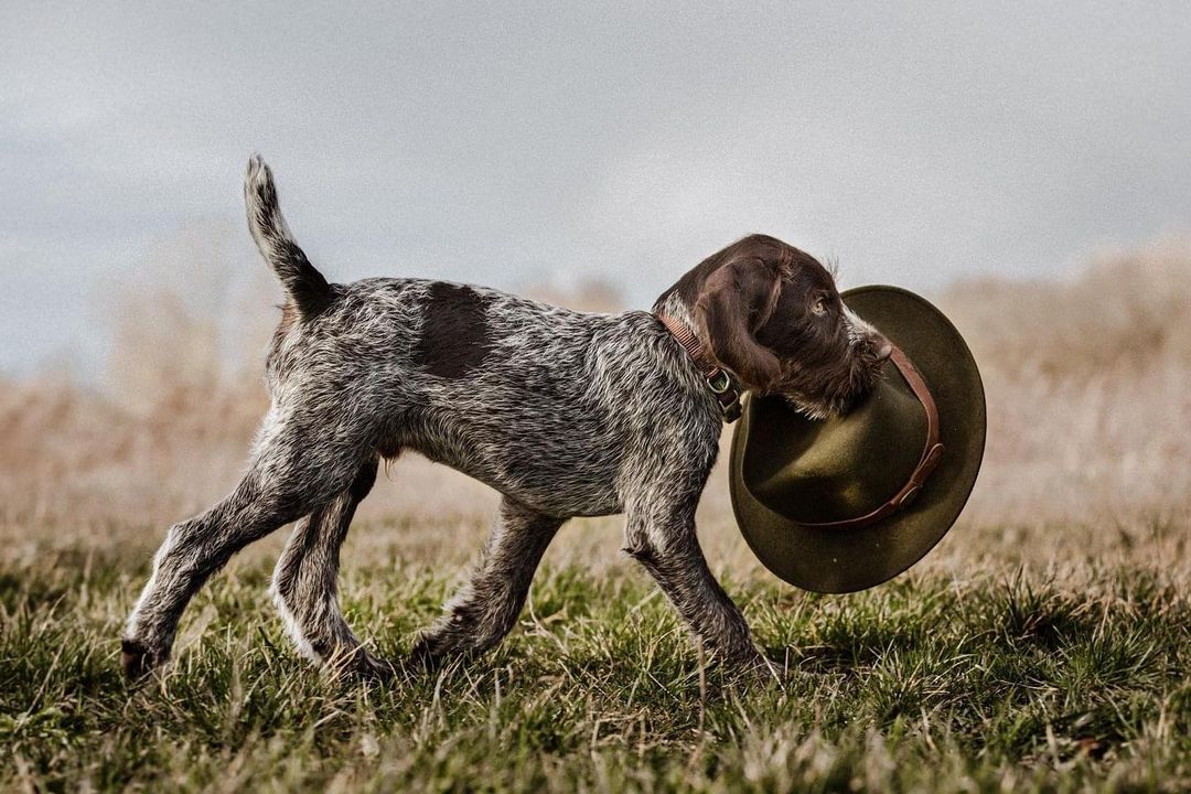 Maman, tu as oublié ton chapeau !

#ChienDeChasse #ChienDeVie #VieDeChienDeChasse #ChassePartage #Chasse #Passion