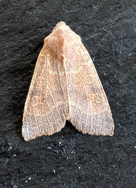 bernard boothroyd tweet media