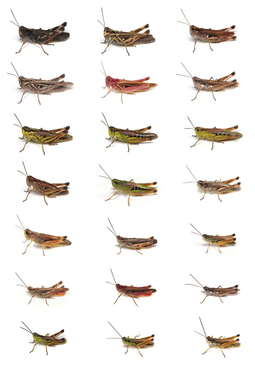 ヒナバッタ類の色や模様の違う個体をできるだけ集めてみました。