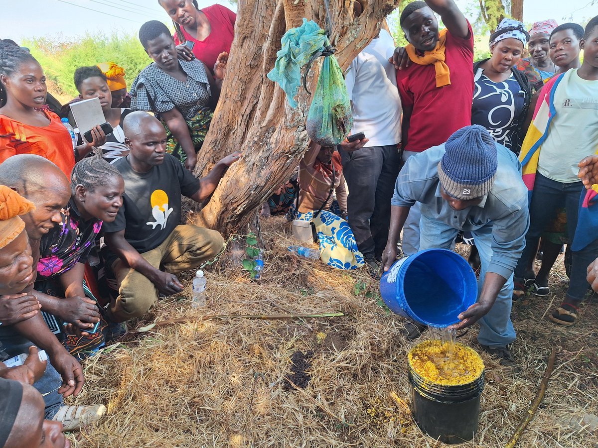 2/5 At the 2-day training in TaCRI-Mbimba, participants learned:
✔ Hive making &amp; apiary management
✔ Honey &amp; wax handling
✔ Value addition: candles, soaps, cosmetics
✔ Pollinator conservation
✔ Group governance &amp; savings
#BASEProject #Beekeeping