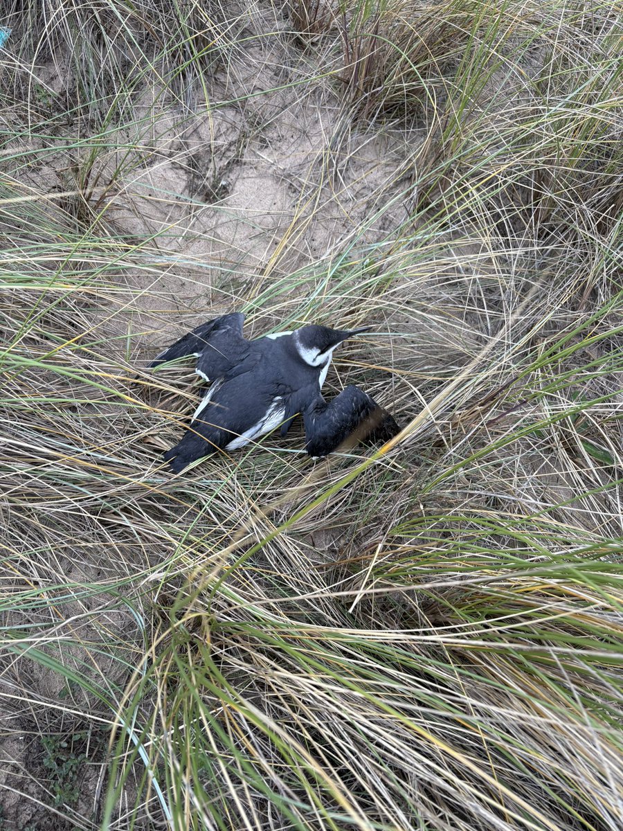 Think this is a Razorbill 👇 found it washed up on Hartlepool beach this morning still alive was exhausted but otherwise very healthy and left it hidden in the sand dunes….is there any other advice here on what else you can do ? <a href="/RSPCA_official/">RSPCA (England & Wales)</a>