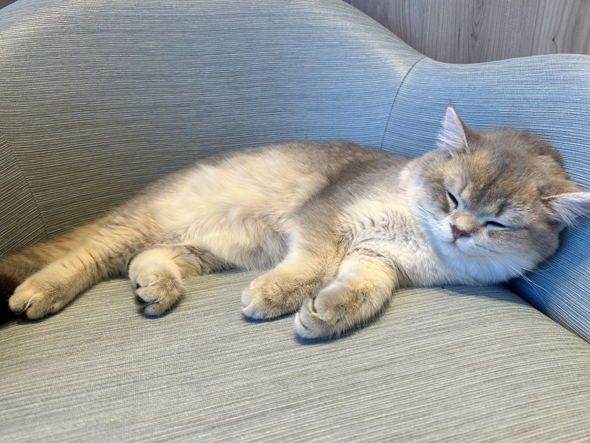 猫 GTcsE2gagAMu2JH.jpg