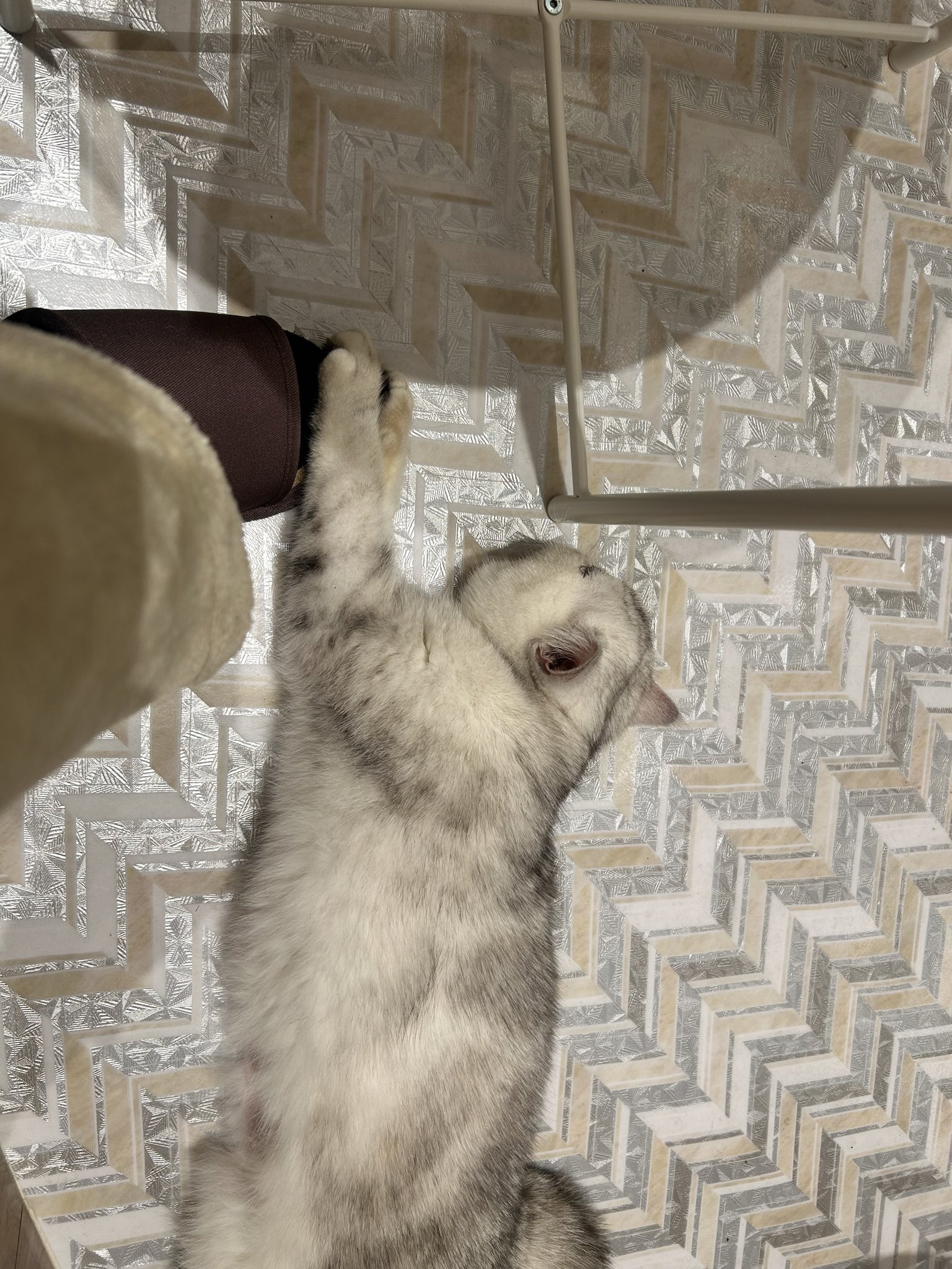 まぐのん🧸💝/🧸🔖/🍭 on X: 