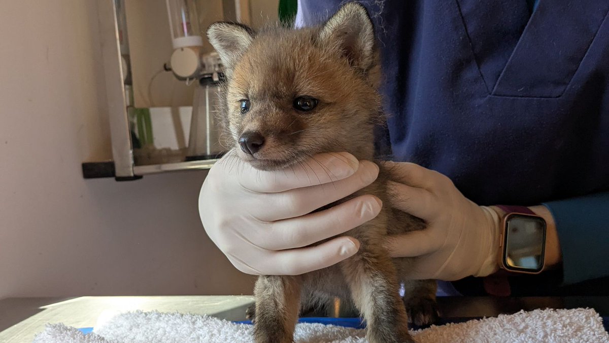zoopirineu's tweet photo. 🐾 Bones notícies de dilluns! 💚 Aquest any ja 500 animals salvatges han arribat al nostre centre de rescat. 🦊🦅🦆 🐦⬛ Una xifra que ens emociona i ens motiva!
💬 Què et sembla el número? Massa? Massa poc? T’escoltem 👇
#ZooDelPirineu #FaunaSalvatge #RespecteAnimal https://t.co/3lC9Gmrlv3