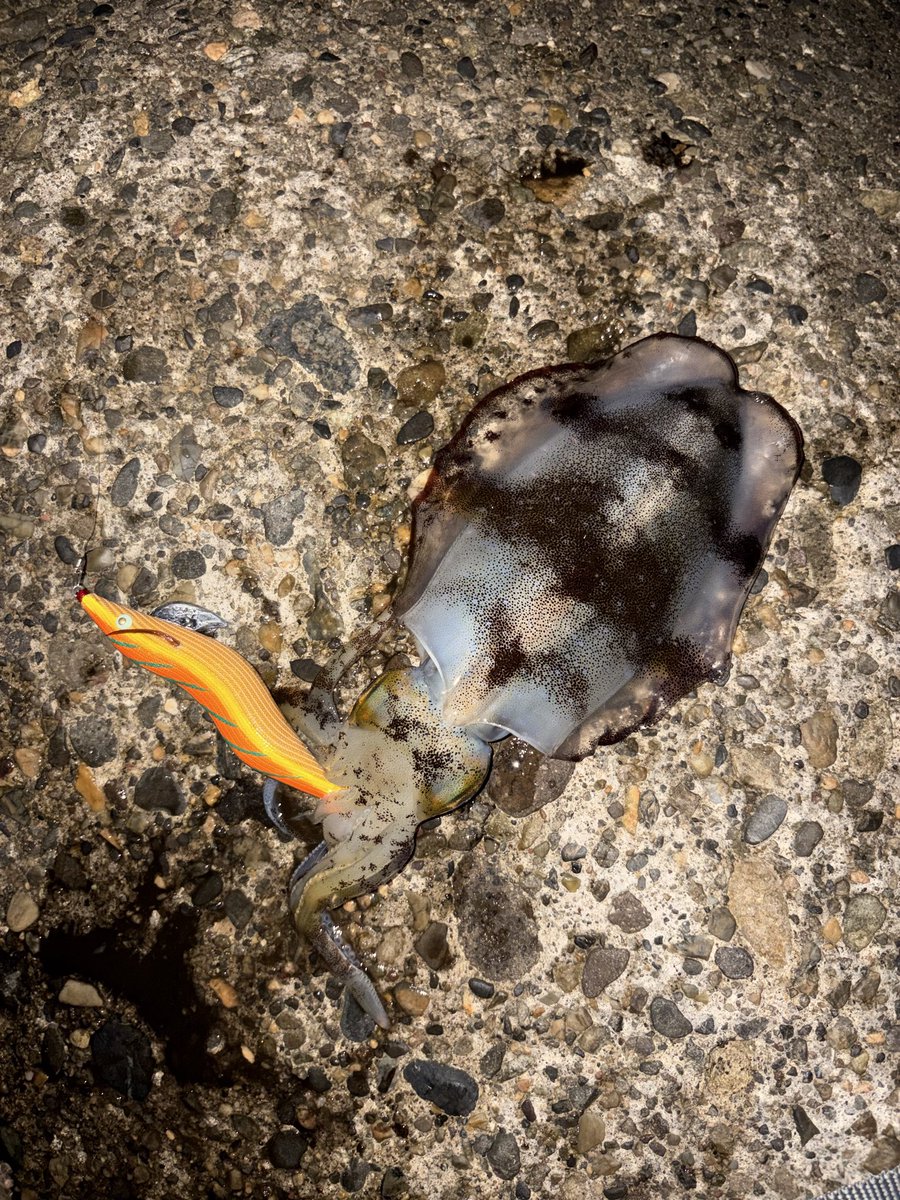 takei_ws's tweet photo. 昨日は朝だけ🦑
4杯かけて3杯キャッチ！

#エギング
#餌木猿 https://t.co/fwK4LtTAuO
