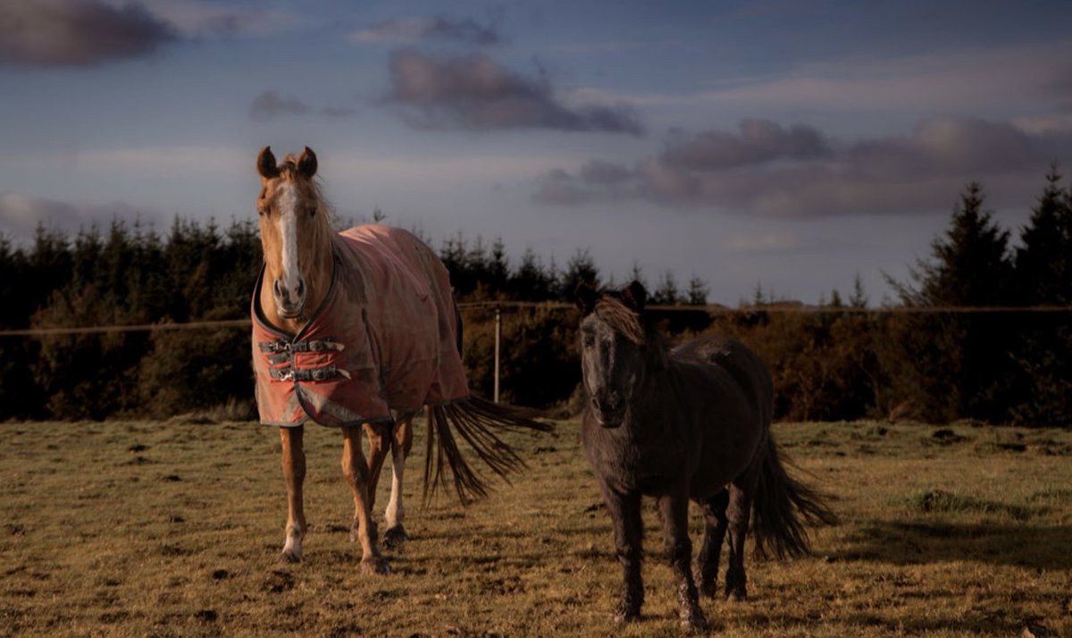 Ponieshelp's tweet photo. Huge thankyou to Lauren Thomson Photography for these beautiful moments.

You have truly captured Ponies Help Children in everything that we love and do❤️🐴

These are just some photos- if you would like to see more, please visit:
https://t.co/Wl6Y9677du https://t.co/MWlY6sKwE8
